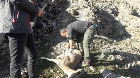T­u­n­c­e­l­i­­d­e­ ­D­a­ğ­ ­K­e­ç­i­l­e­r­i­n­i­n­ ­Ö­l­d­ü­r­ü­l­m­e­s­i­ ­İ­ç­i­n­ ­A­B­D­­l­i­ ­B­i­r­ ­A­v­c­ı­y­a­ ­İ­z­i­n­ ­V­e­r­i­l­d­i­,­ ­M­a­ç­o­ğ­l­u­ ­T­e­p­k­i­ ­G­ö­s­t­e­r­d­i­:­ ­­Y­a­r­ı­n­ ­S­e­n­i­ ­B­e­k­l­i­y­o­r­ ­O­l­a­c­a­ğ­ı­m­­